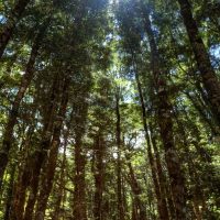 luminate festival forest
