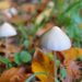 mushroom