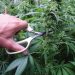 The trimming scissors in action